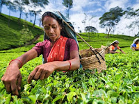 Levy for exporting tea suspended for 6 months.
