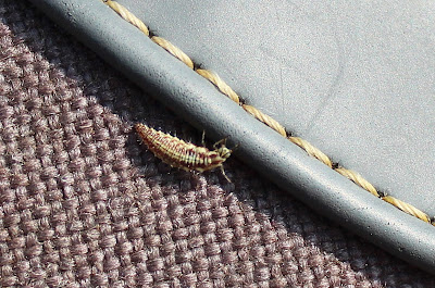 - Goudoogje - Chrysoperla carnea