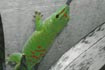 Suprme Gecko Day Gecko