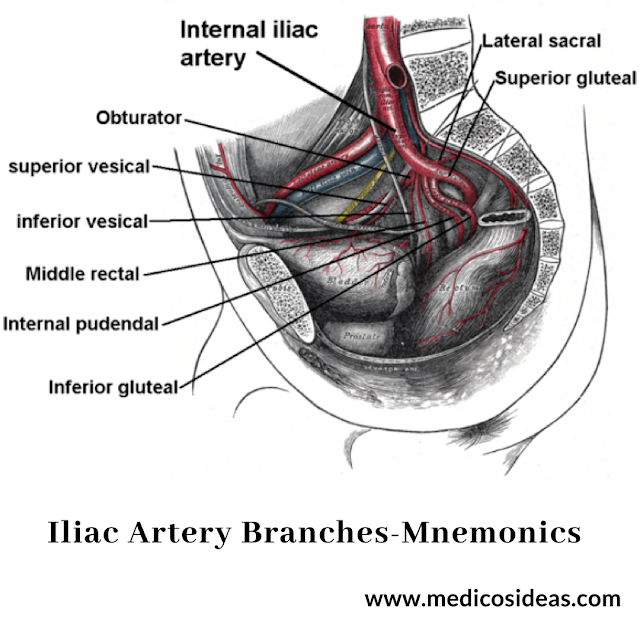 https://www.medicosideas.com/2018/05/Branches-internal-iliac-artery-mnemonics.html