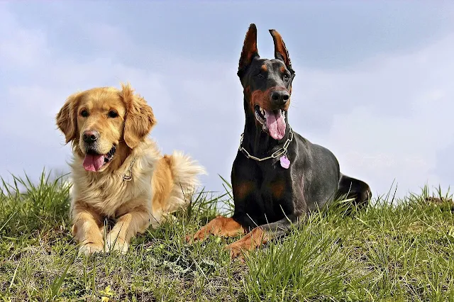 Doberman Golden Retriever Mix