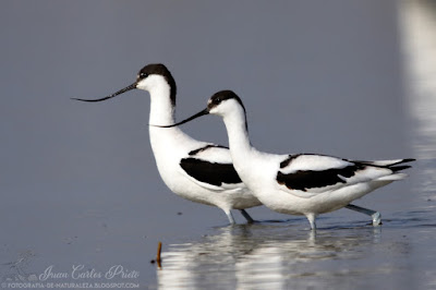 Avoceta Común - Recurvirostra Avosetta (fotografia-de-naturaleza.blogspot.com)