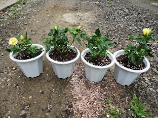 鉢に植えたミニバラ
