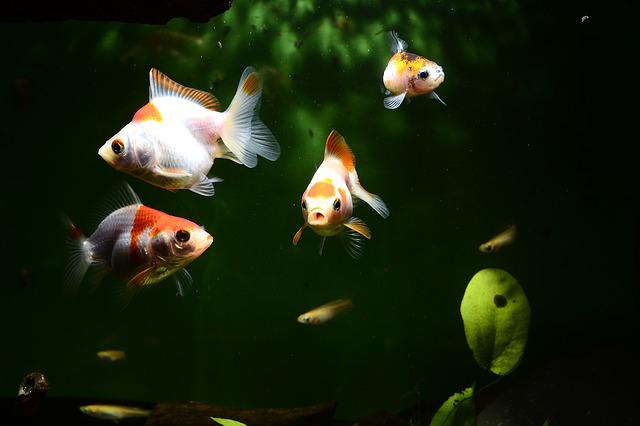 goldfish, in this post, we will share with you 8 Pets You Can Have at Home That Will Make Your Life Complete.