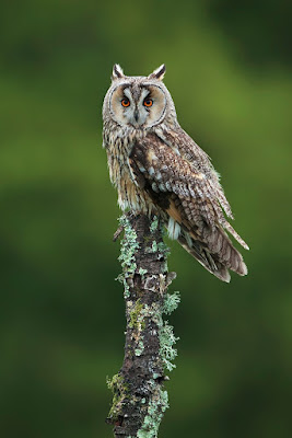 Long eared owl, owl photography, birds in flight