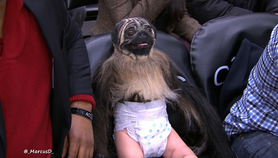 Sport Gifs Random Things Puppy Monkey Baby Sitting Courside At The Nba Celebrity Game 2 12 16