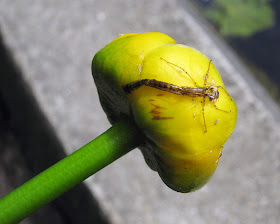 Flower of yellow water lily, Nuphar lutea, aka brandybottle, with damselfly or dragonfly exuvium.  This was floating loose in the water among some damaged plants and roots.  The flower smelt strongly of alcohol.  Keston Common grassland walk, led by Judy John.  15 June 2011.