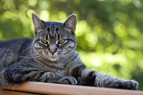 Tabby cat, photo via Adobe Stock