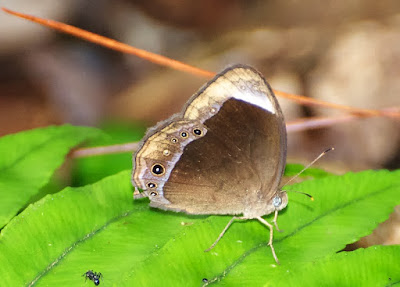 White-bar Bushbrown (Mycalesis anaxias)