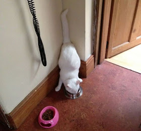 Funny cats - part 56 (30 pics + 10 gifs), funny pictures of cats, funny cat pictures, cat pics, funny cat photos