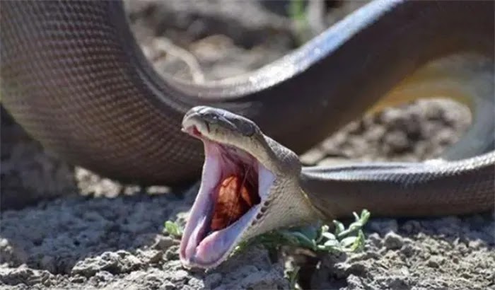 If A Man With A Knife Is Swallowed By A Snake, Can He Save Himself?