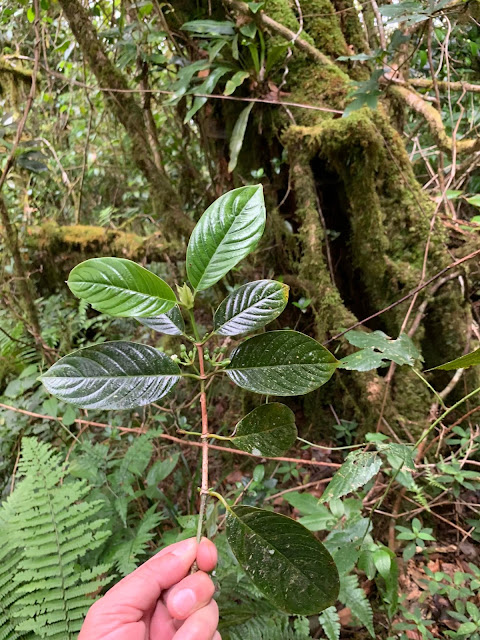 Urophyllum bidoupense