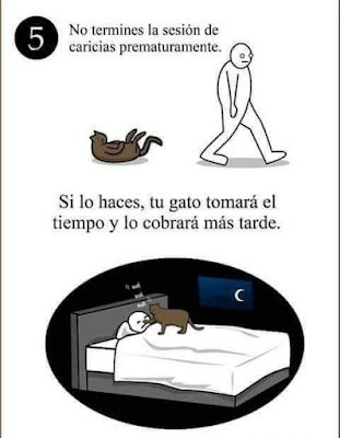 5 tips para entender a tu gato (Humor)