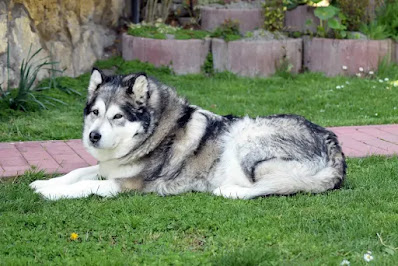 How to Deal with Malamute Shedding