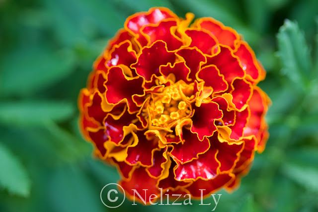 french marigold