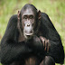 معلومات عن الشمبانزي وحياتها - صور شمبنزي