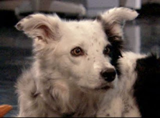Chaser, Worlds Smartest Dog?
