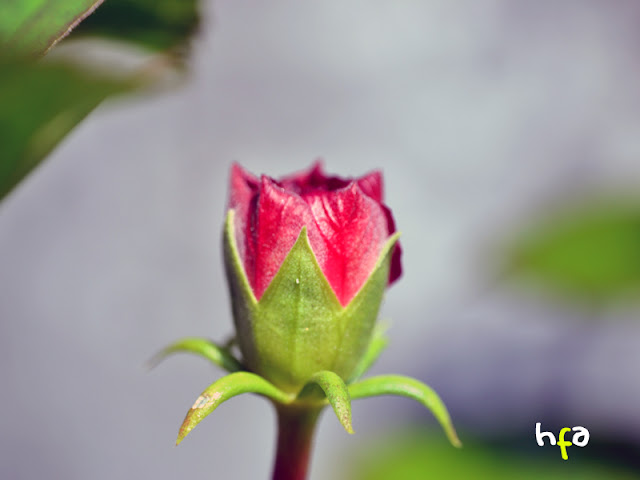 kuncup bunga kembang sepatu merah, Hibiscus rosasinensis, si mawar Cina/China