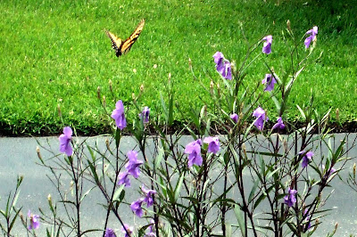 Monarch Butterfly on Mexican Petunias