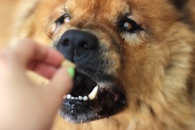 Nature's Variety Instinct Raw Freeze-Dried Dog Food