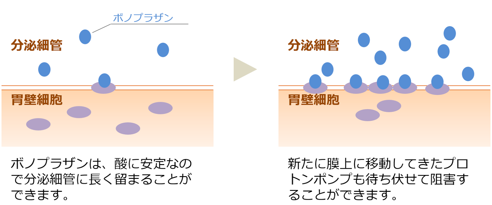 タケキャブとタケプロンのちがい Yg研究会 賢く生きる