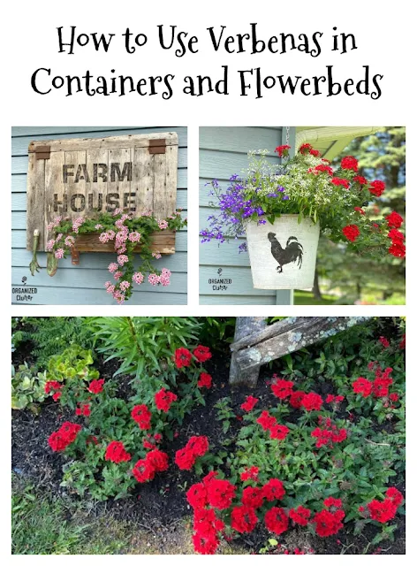 How And Why To Plant Verbenas #annuals #containergarden #deadheading #fertilizer