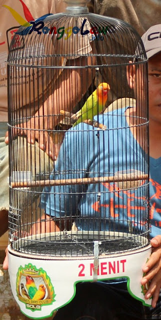 DALAM 2 MINGGU !!! Lovebird ini jadi uang 125 Juta