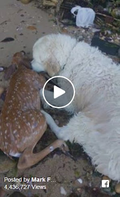 Long Island Dog Rescues Baby Deer From Water