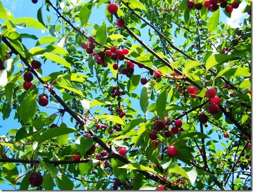 2010_0617cherries0033