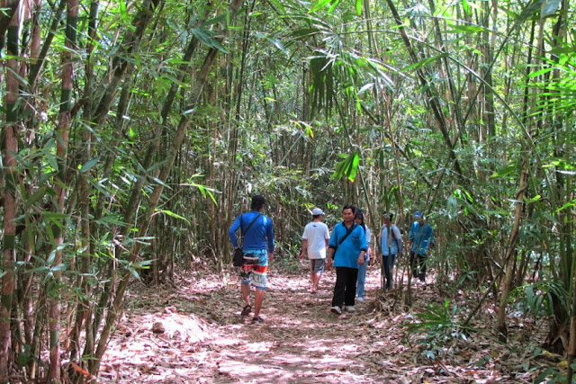 Hutan Bambu