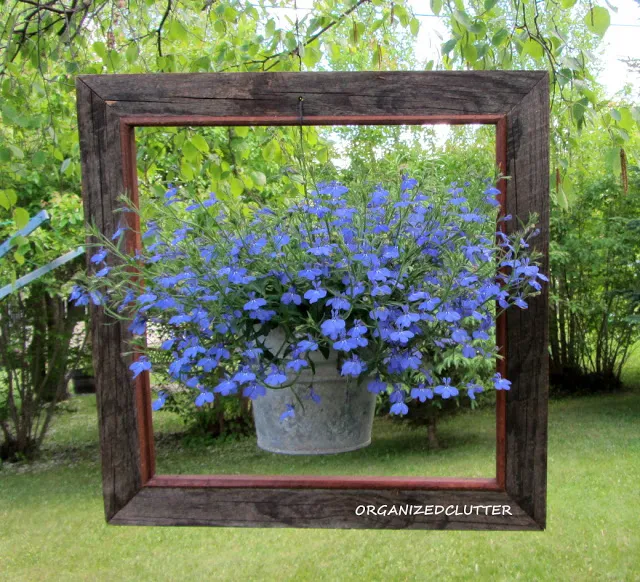 Framed Lobelia Bucket #technoheatlobelia #framedlobelia #frameideas #junkgarden #galvanized #containergarden