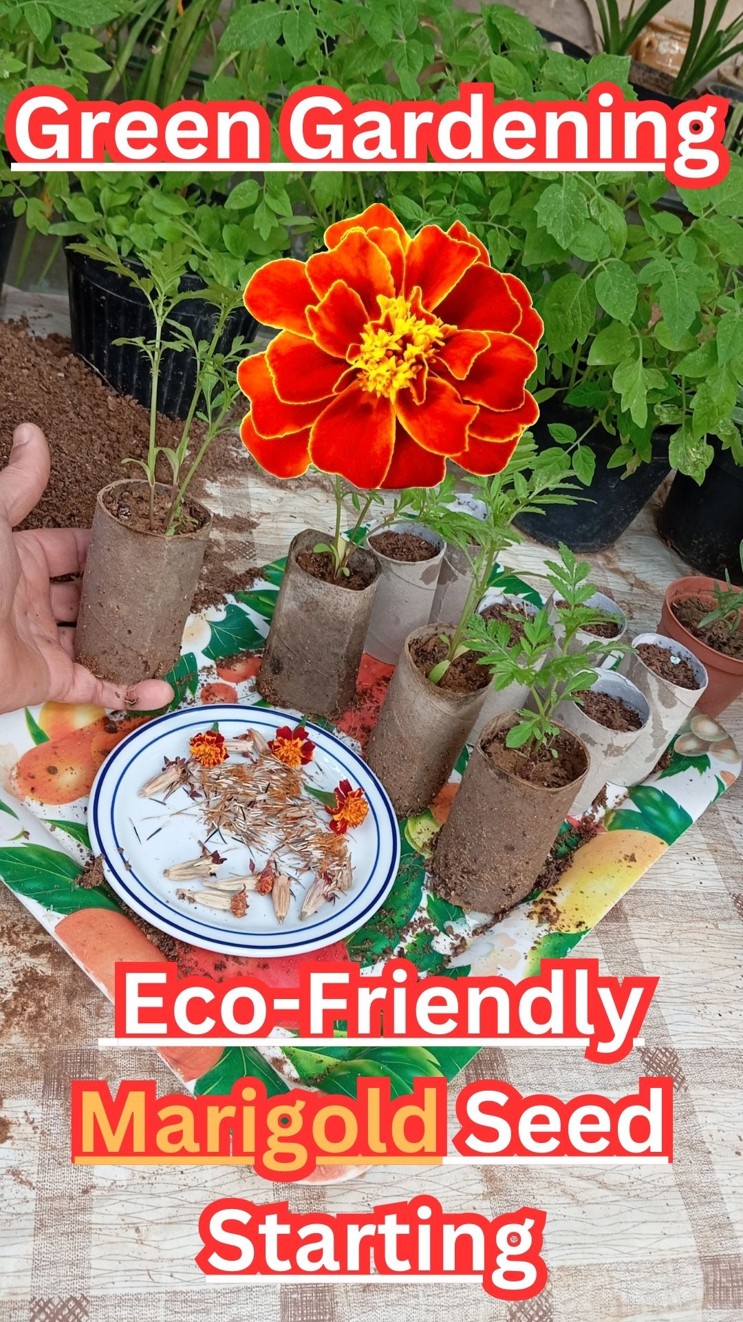 Greetings, fellow eco-conscious gardeners, and welcome to our enchanting exploration of sustainable gardening practices! In this immersive video experience, we invite you to embark on a journey into the heart of green living as we unveil the secrets of starting marigold seeds indoors using the unassuming yet remarkably versatile toilet paper rolls.