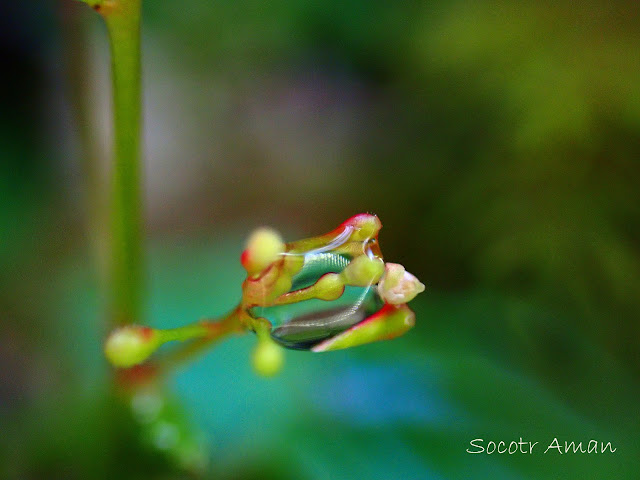 Circaea alpina