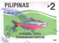 Selo peixe Cardinal tetra