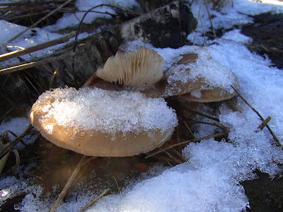 zimowe grzybobranie, grzyby zimowe, grzyby w listopadzie, grzybobranie w listopadzie, boczniak ostrygowaty, Pleurotus ostreatus