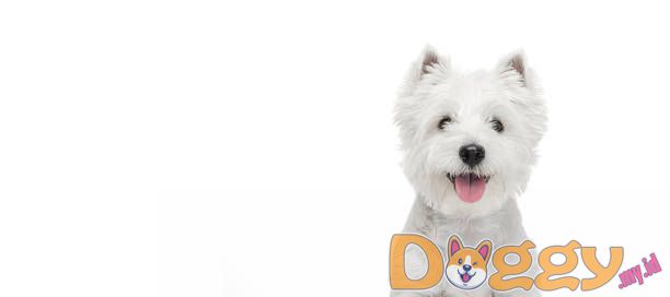 Pengurang Stres Teratas Adalah Anjing