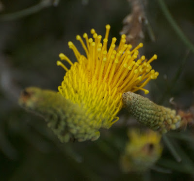 Yellow Plume Grevillea (Grevillea eriostachya)