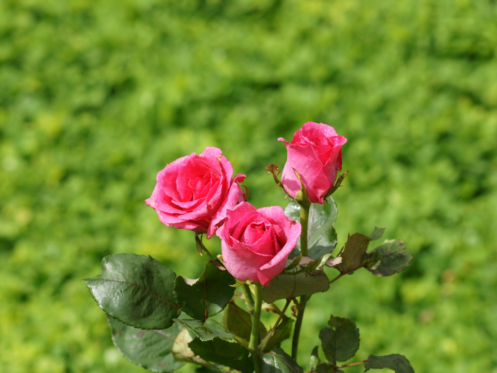 cute little wings: 3 pink rose