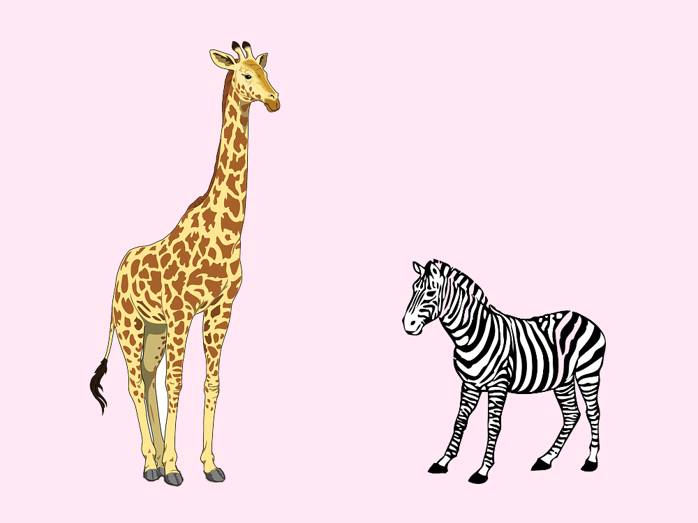 Giraffa e Zebra