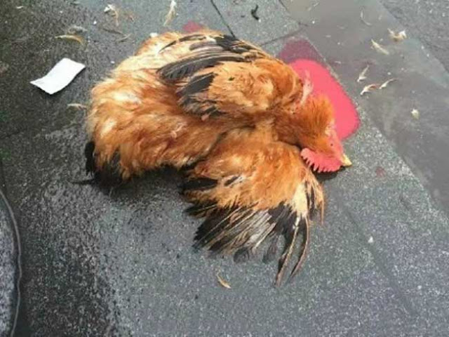 Seorang lelaki terpaksa membunuh 2 ekor ayam di luar stesen kereta api untuk pulang ke kampung