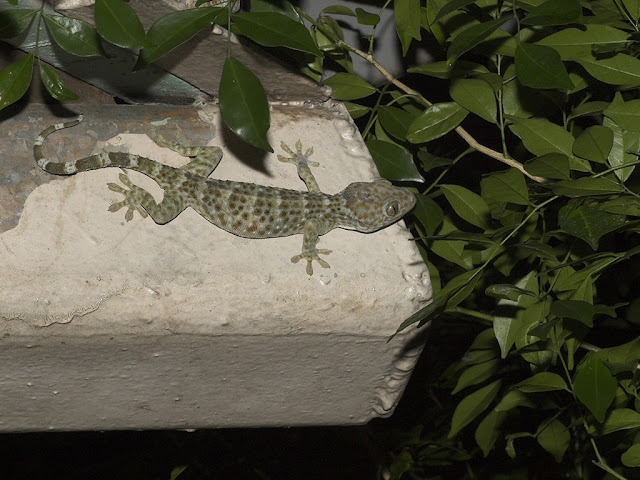 Tokay Gecko - Geckko gecko