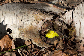 Yellow slime mould, a Myxomycete.  Hayes Common, 27 March 2012.