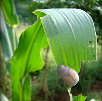 Controlling Pest and Disease of Corn Plant