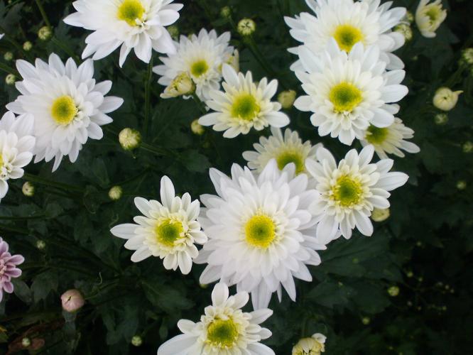 How to care for potted chrysanthemum flower  The Information Of 