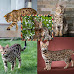 F1, F2, F3, F4, and F5 Bengal Cat Filial Generations