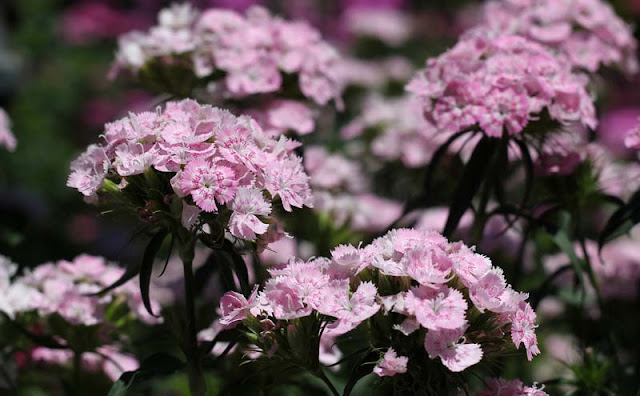 Sweet William Flowers Pictures