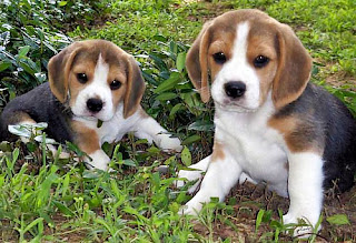 Perros beagles