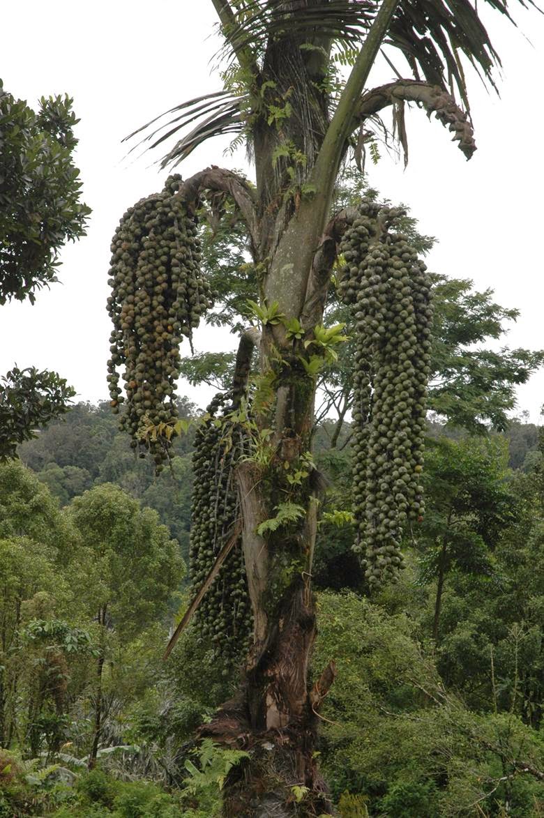 Mystery In The World Nama Pohon Tanaman Langka Indonesia