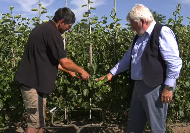 Taille et entretien d'un arbre fruitier en palmette.