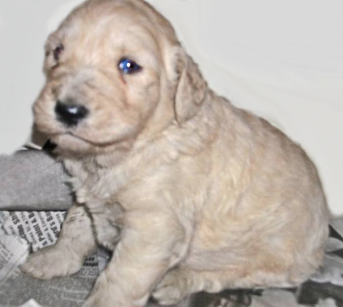 black goldendoodle puppies. Three brown eyed pups are